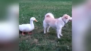 Funny Cute animals