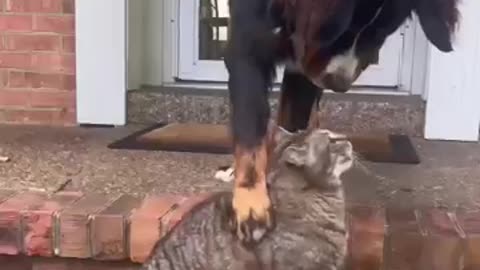 Cat and dog