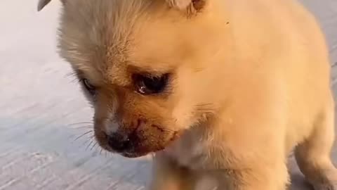 😄Puppy and duckling playing.