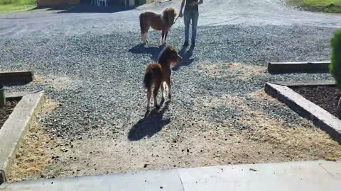 Baby miniature horse chasing