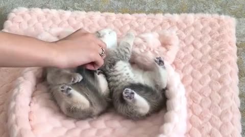 How to fall asleep the kittens