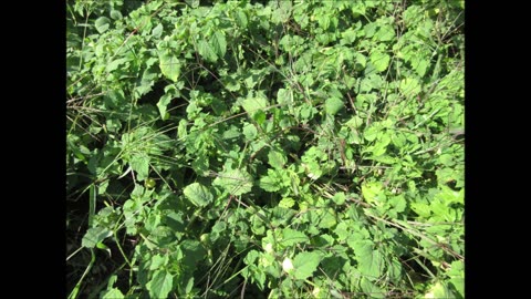 Many Health Benefits Ground Cherry Tomato Sept 2021