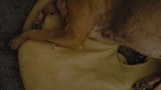 Slave driving dog in work bed