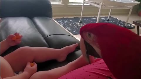 Clever Macaw Meets a New Friend