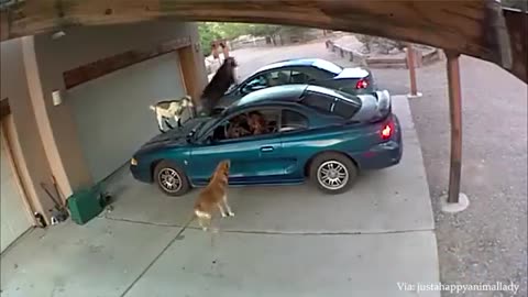 Dog Chases Delivery Driver: A Comical Encounter