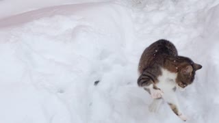 Cute kitten absolutely loves to play in the snow