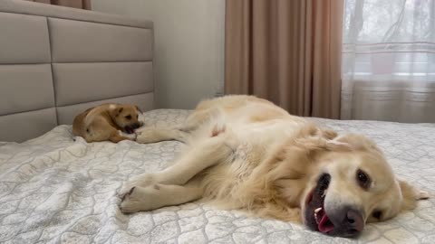 Cute Golden Retriever Attacked by a Funny Puppy