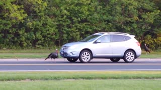 Wild turkey attacks passing vehicles