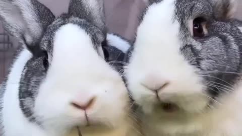 funny pets video.