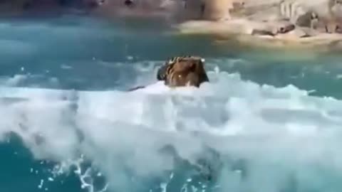 A tiger jumps and catches a ball.