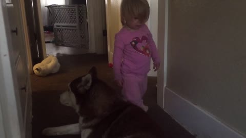 Sweet toddler caught snuggling her Siberian Husky