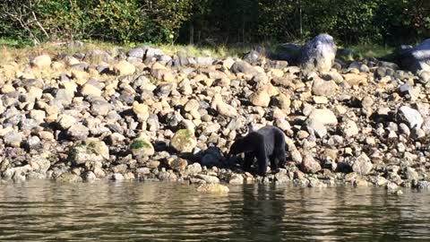 Bears at low tide feeding - Vancouver Island