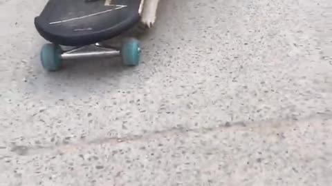 the amazing dog using the skate