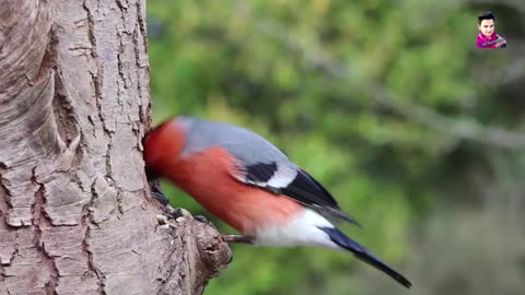 nature video -bird animal is beautiful creature on our planet