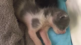 Dreaming Newborn Kittens