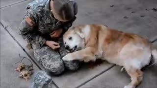 the dog cries of joy when he sees his leader returned alive from a military mission