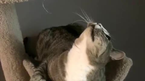 Confused Cat Has Hilariously Delayed Reaction