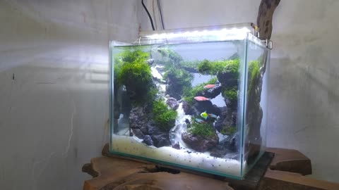 Mini aquascape