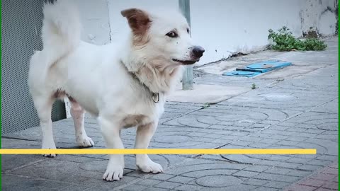 How Dog Reacts When Seeing Stranger 2 - Running, Barking? | Viral Dog Puppy