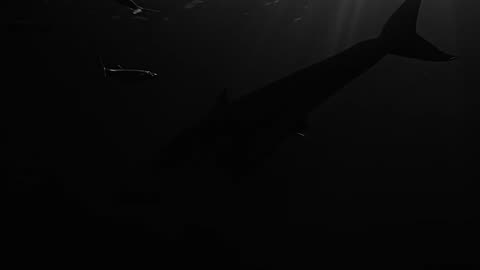 Night Scene diving with Great White Sharks 😱🦈🤿