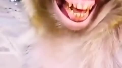 Most viral funny video😂 monkey video#shorts#youtubeshorts