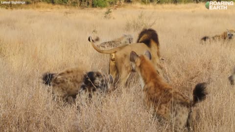 Massive Male Lion Fearlessly Steals Hyena's Meal