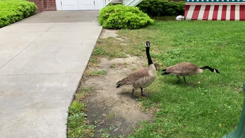 Pair of geese with their goslings