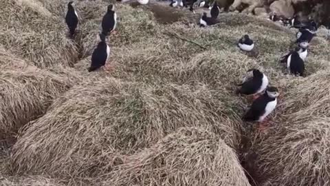 puffins/lundas 🇮🇸