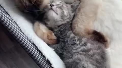 Cat falls in love with foster kittens!