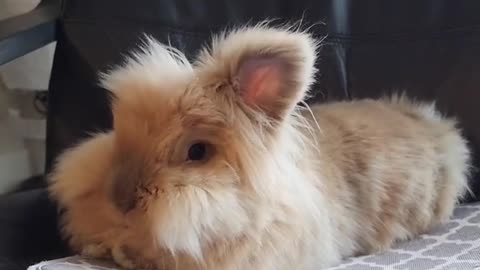 all floof. #bunny