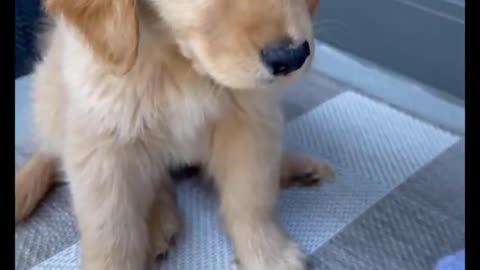 Cute and adorable golden retriever Puppies Compilation - Cutest Golden Puppy 2021