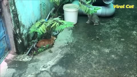 Cats Fighting For The 1st Time Seeing Each Others _ Viral Cat