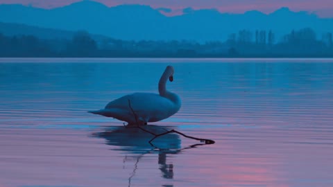 Swan in jermany