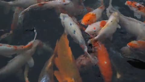 beautiful fish swimming