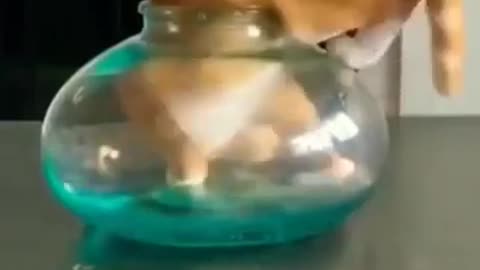 Funniest Animals Videos 2023 😍 Funniest Dogs And Cats 🐱🐶