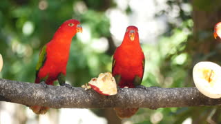 Parrots Eating Fruits