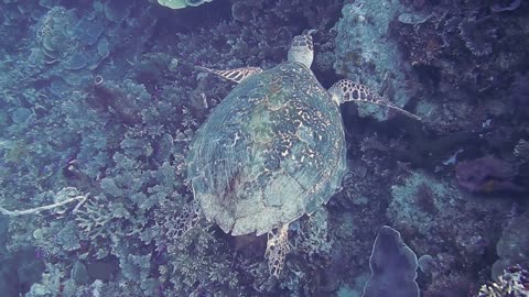 sea turtles/sea turtles for kids/sea turtles swimming/sea turtles documentary/sea turtles animation