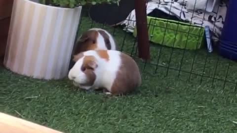 Cute Guinea Pig Compilation