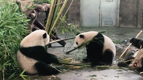 Panda fighting over bamboo