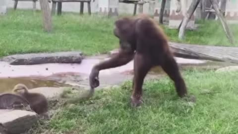 Funny imaging video animals monkey