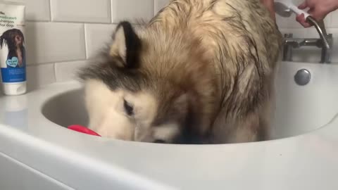 Giant Sulking Dog Hates Bath Time But Baby Helps Him (Cutest Duo EVER!!)-16