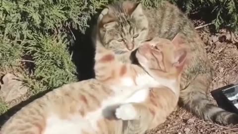 sweet cat kiss ❤️😽😽