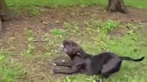 🤣 Funniest 🐶 Dogs and 😻 Cats - Awesome Funny Pet Animals Videos 😇