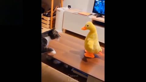 Funny and cute cats video. Try to relax with these brave and cute cats.