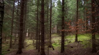 European Forest Ambience (1 HOUR)