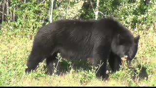 Bear baby with his mother having fun in the forest