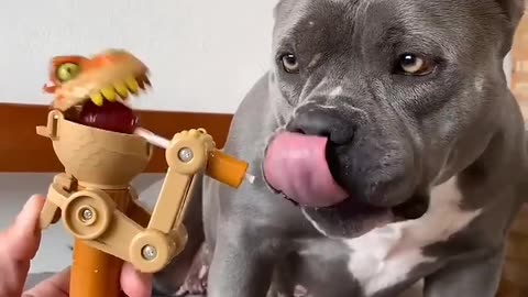 Prank with Pitbul Dog