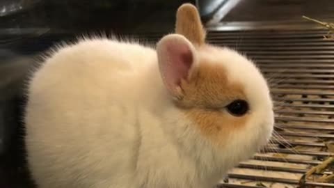 Very Cute Rabbit!!