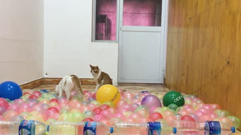 Cats Vs Balloon Obstacles