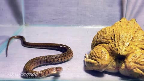 Asian Bullfrog With Snake! Warning Live Feeding